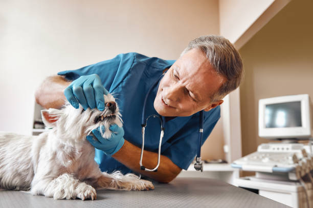 Best Emergency Dentist for Special Needs Patients in Wakefield, VA